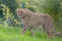 Gepard im Tierpark Aachen